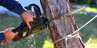 Best Fruit Tree Pruning  in Parole, MD